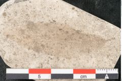 Foto (Detailansicht) von Quercus palaeoilex Ettingshausen (NHMW-GEO-2024-0188-8101)